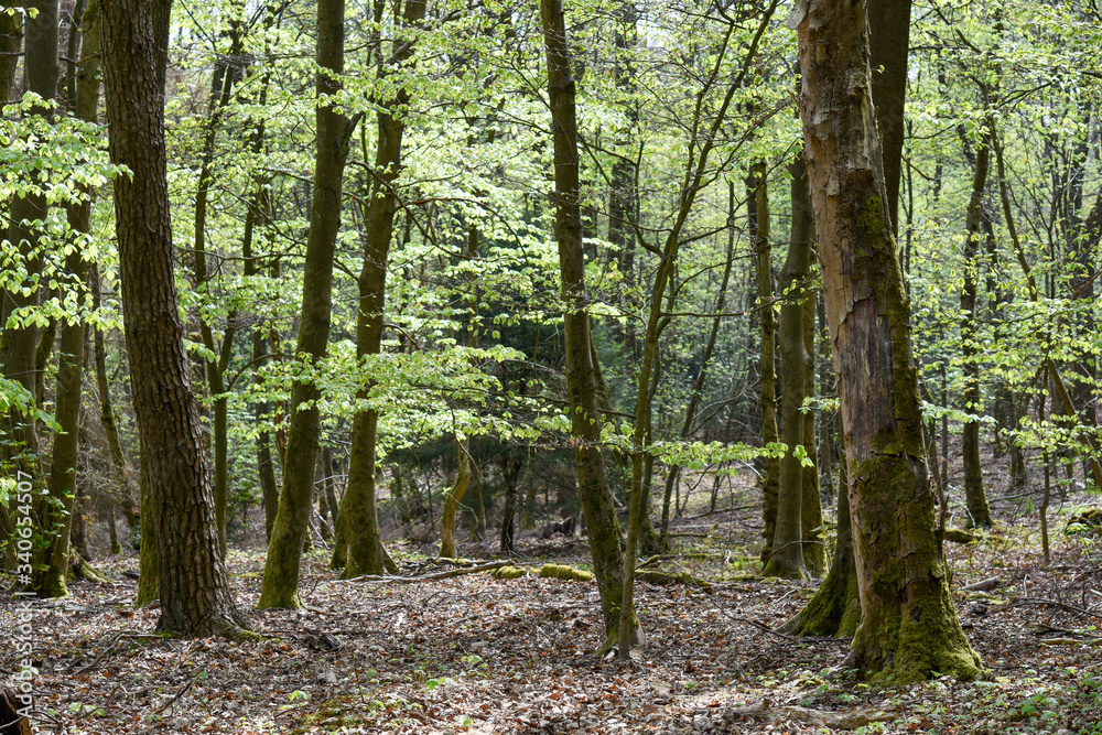 Beech trees in the spring forest Beech trees in the spring forest