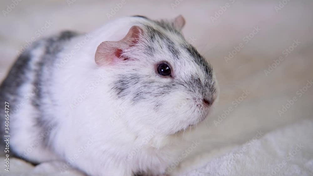 4k Grey guinea pigs at home on the white blanket moves nose and ears. 4k Grey guinea pigs at home on the white blanket moves nose and ears.