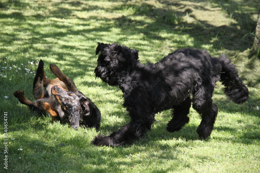 Sheepdogs domestic garden puppy playing together Sheepdogs domestic garden puppy playing together