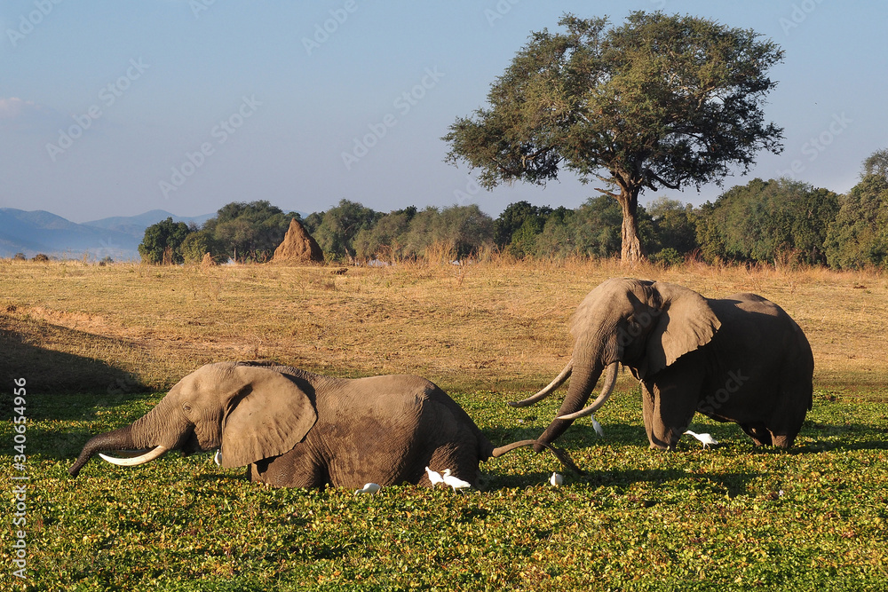 Naklejka premium Elephant eating hyacinth