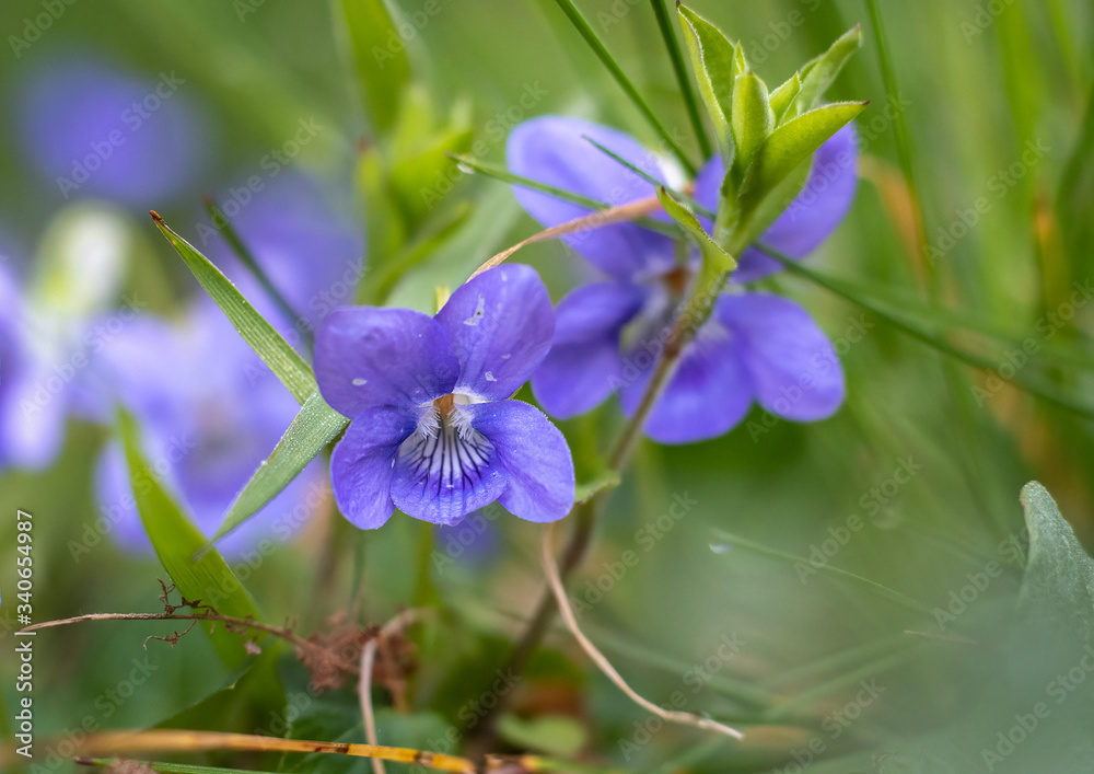 Blue flowers in the forest. Wild flowers of blue color.