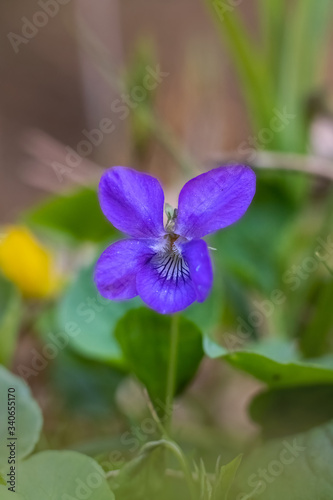 Wild flowers of blue color. Blue iris flowers. Blue flower in the garden