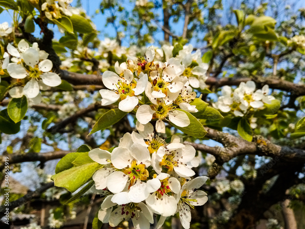 Obraz premium apple tree blossom