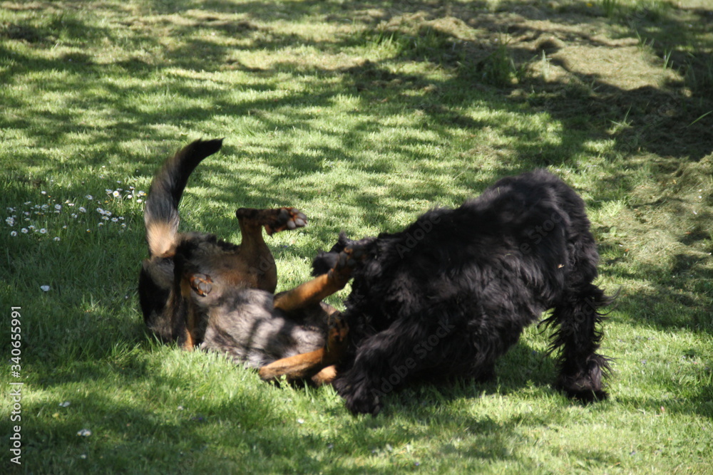 Sheepdogs domestic garden puppy playing together Sheepdogs domestic garden puppy playing together