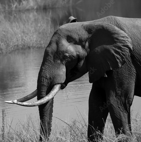 Elephant in savanna black and white