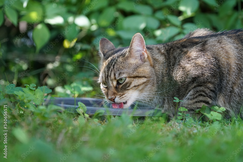 Gray tabby Central European shorthair cat 