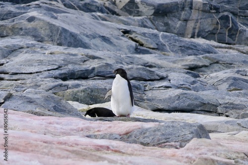 Penguin in Antarctica on stones and red snow at Stonington Islands