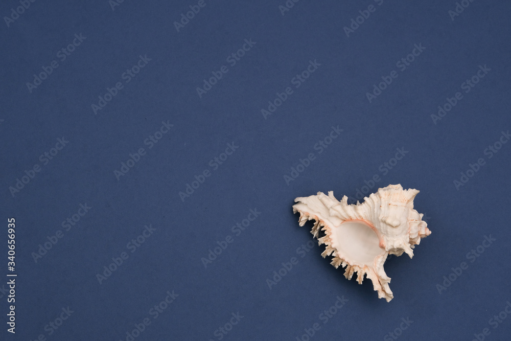 Large sea shell on a blue background. Space for text. Isolated Large sea shell on a blue background. Space for text. Isolated