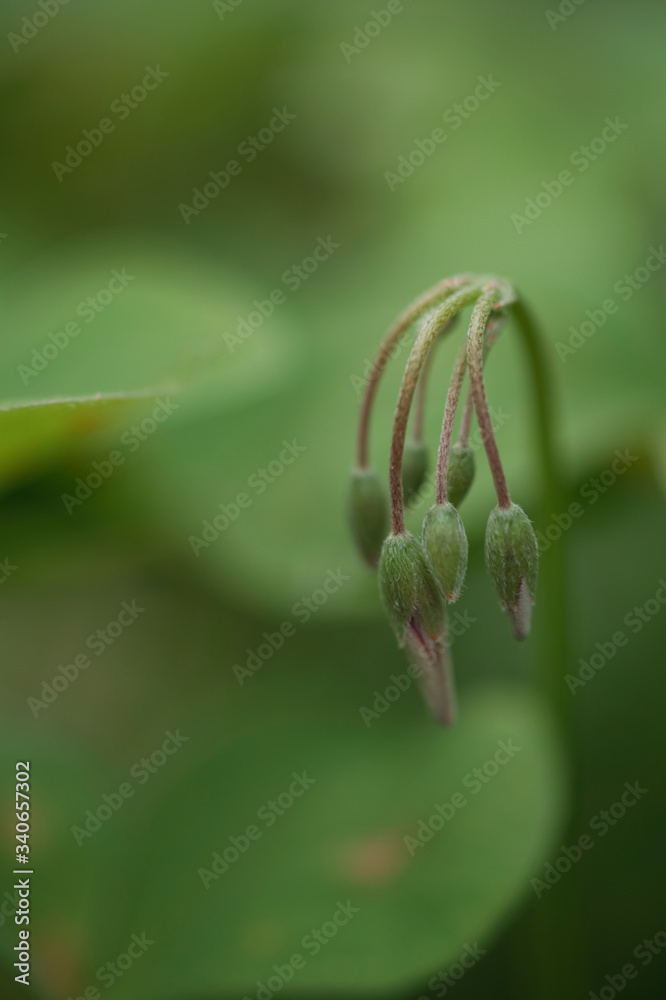 verde verde