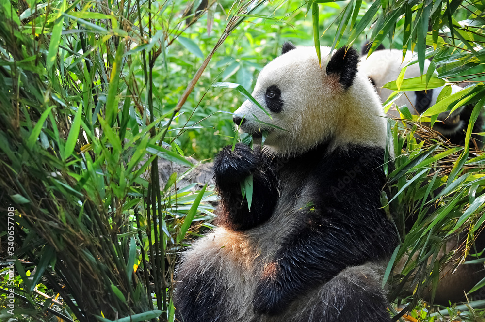 Fototapeta premium Cute giant panda bear eating bamboo