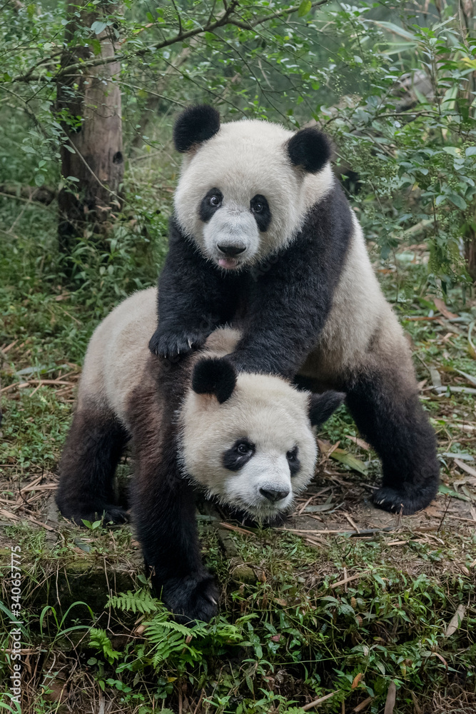 Fototapeta premium Cute giant panda bear twins