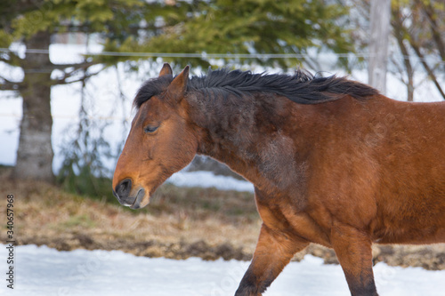 Pretty horse in a Quebec field in the Canadian winter