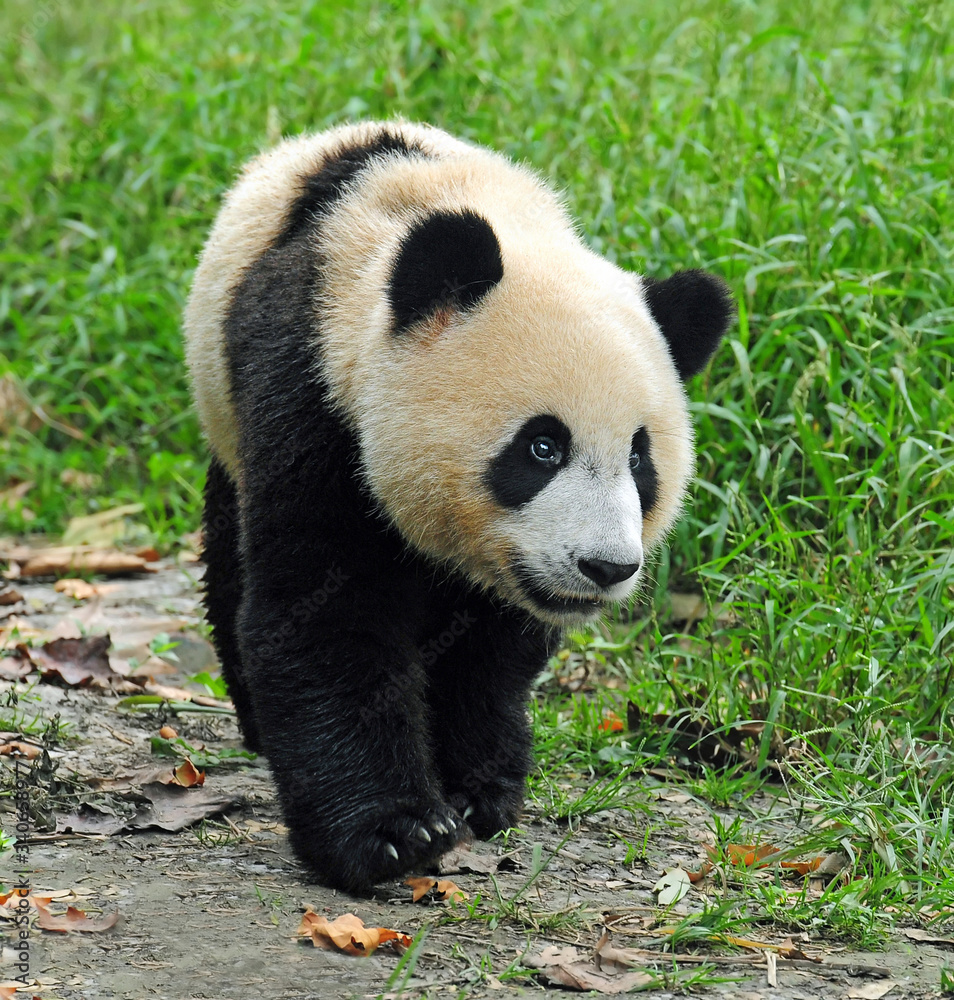 Walking giant panda bear