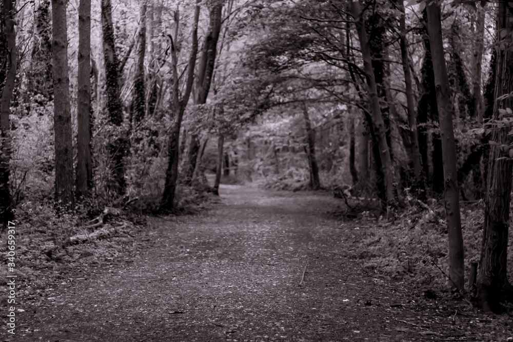 road in the woods road in the woods