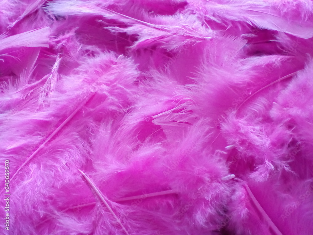 
Light pink bird feather background