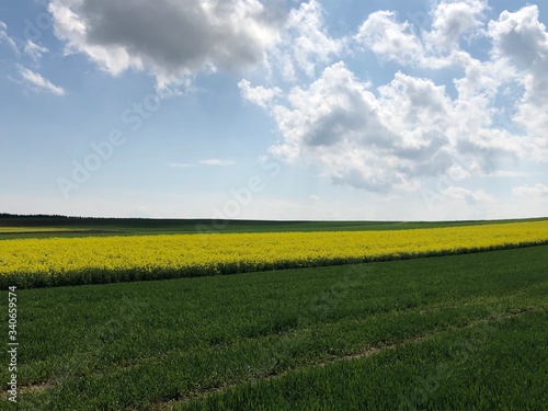 beautiful land scape with sky and rapeseed flower