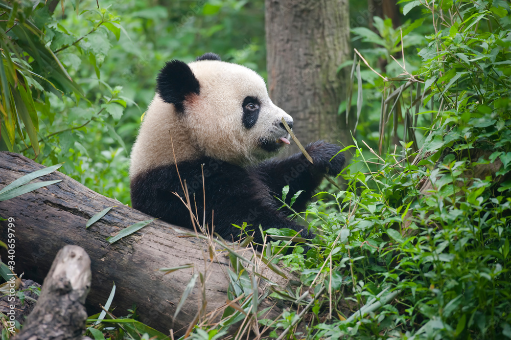 Obraz premium Cute giant panda bear eating bamboo