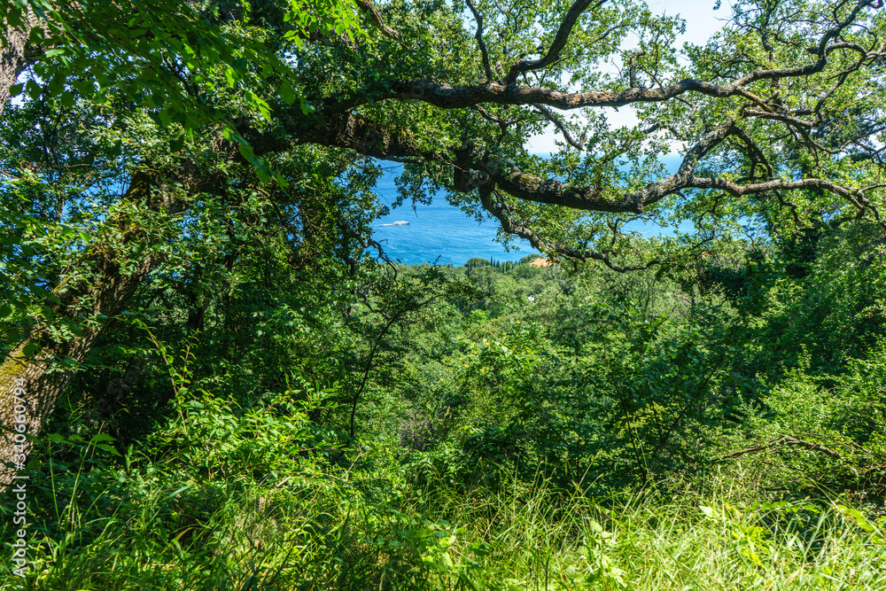 Dense thickets on the Black Sea near Yalta Dense thickets on the Black Sea near Yalta