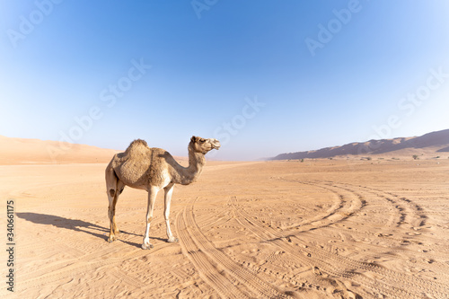 Oman Camel