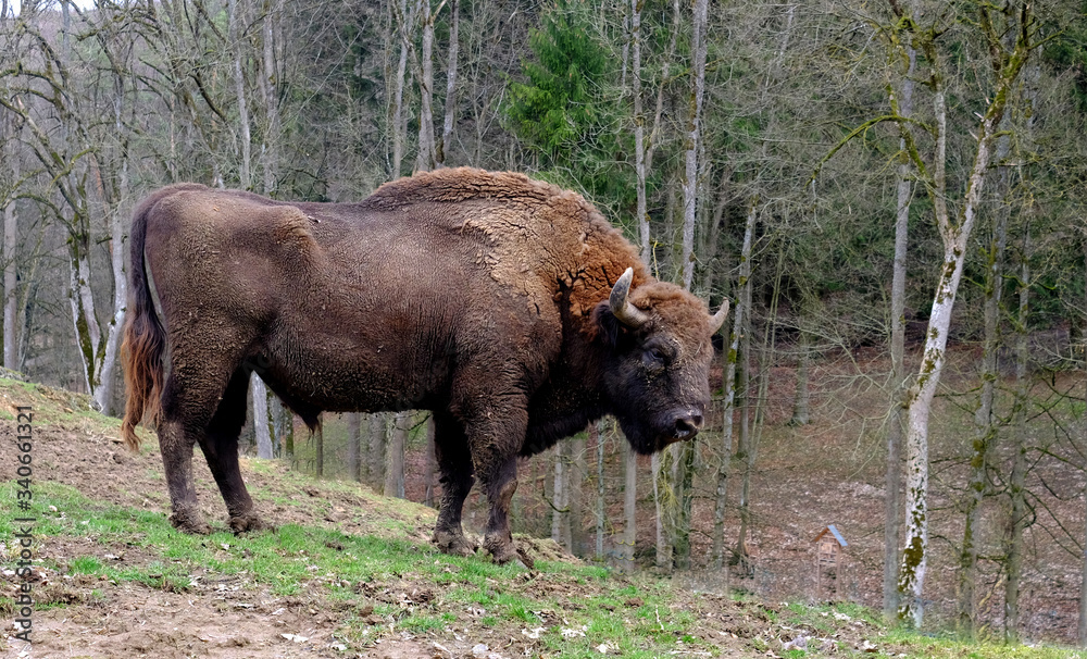 A lonely, tired bison in a wildlife park. A lonely, tired bison in a wildlife park.