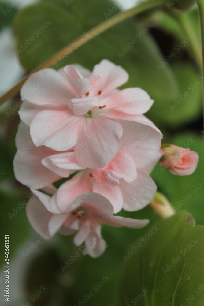 flowering pink geranium flowering pink geranium