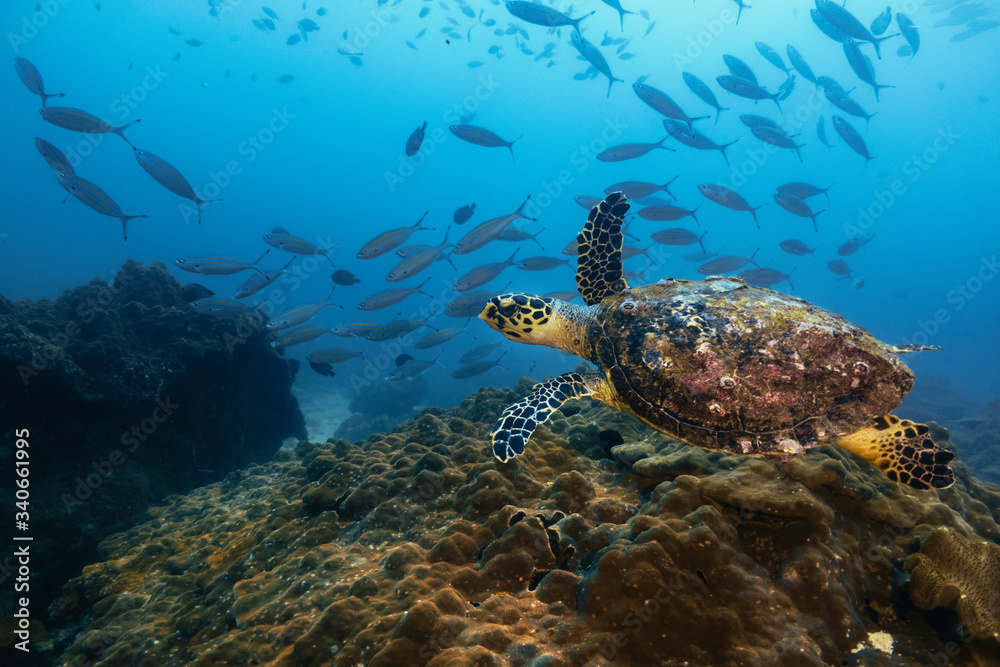 Turtle Oman 3 Turtle Oman 3