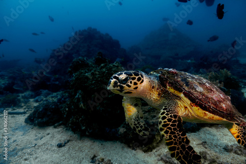 Turtle Oman