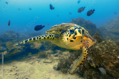 Turtle Oman 2
