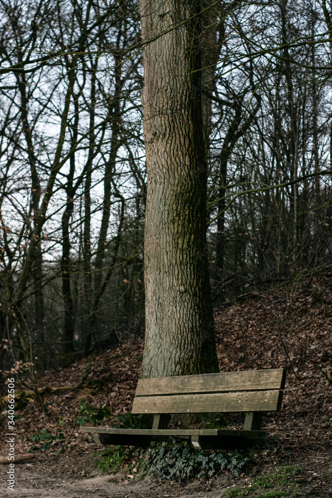A Bench in dutch forest