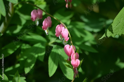 Abstract background of flowers. Close-up.