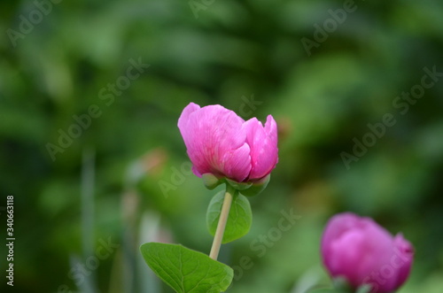 Abstract background of flowers. Close-up.