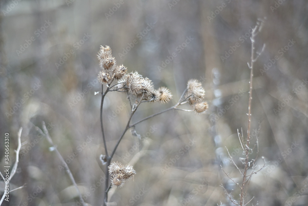 Dried thistles, flowers, grass with bokeh effect Dried thistles, flowers, grass with bokeh effect