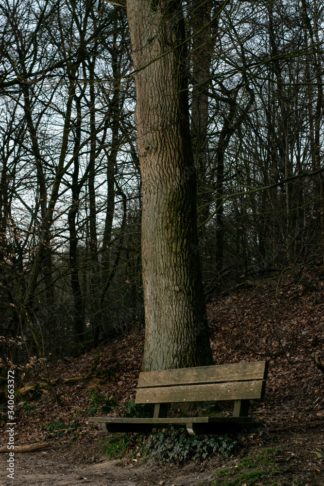 A Bench in dutch forest A Bench in dutch forest