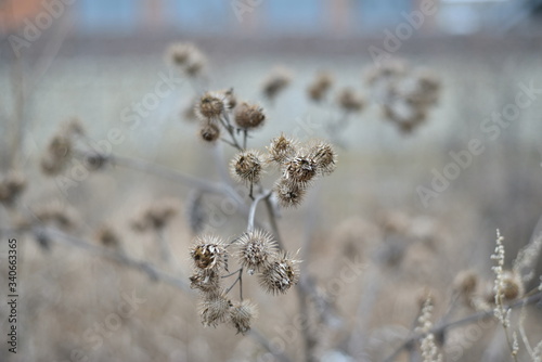Dried thistles, flowers, grass with bokeh effect