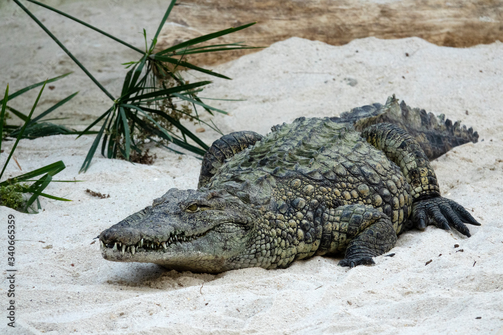 Obraz premium Crocodile du Nil dans le sable