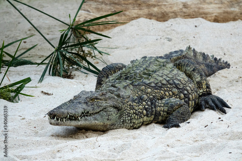 Crocodile du Nil dans le sable