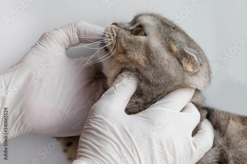 The vet checks the cat's teeth. Veterinary doctor examines the cat. Checking the health of teeth in animals. Veterinary clinic.