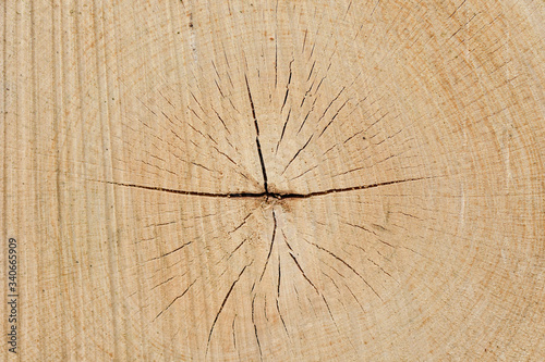 Cut of wood