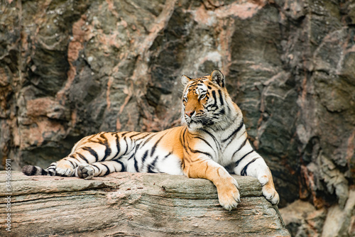 The tiger  Panthera tigris  is the largest species among the Felidae and classified in the genus Panthera. 