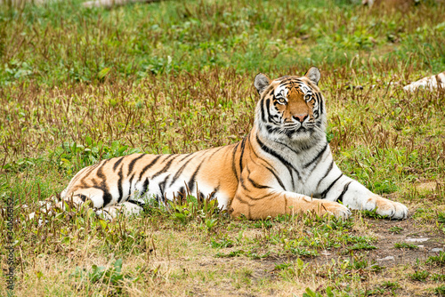 The tiger  Panthera tigris  is the largest species among the Felidae and classified in the genus Panthera. 