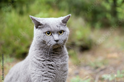 grey white cat sitting on top of a grass covered field