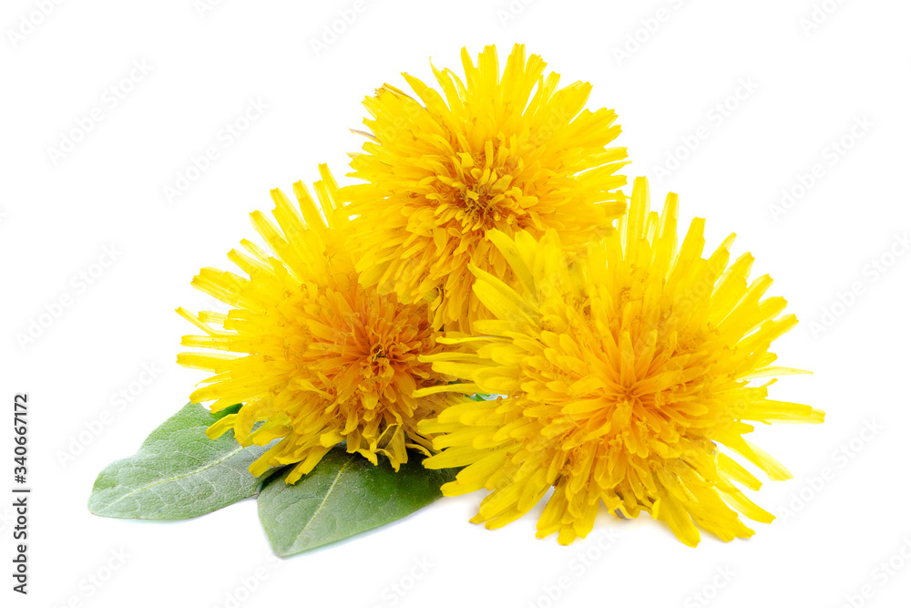 Three dandelions with leaves isolated on white background. Yellow dandelion flowers and green leaves isolated on a white background. Yellow dandelion flowers on a white background. Healing herbs.