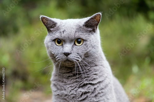 grey white cat sitting on top of a grass covered field