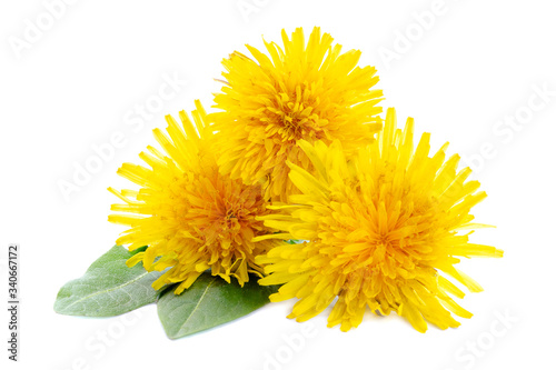 Three dandelions with leaves isolated on white background. Yellow dandelion flowers and green leaves isolated on a white background. Yellow dandelion flowers on a white background. Healing herbs.
