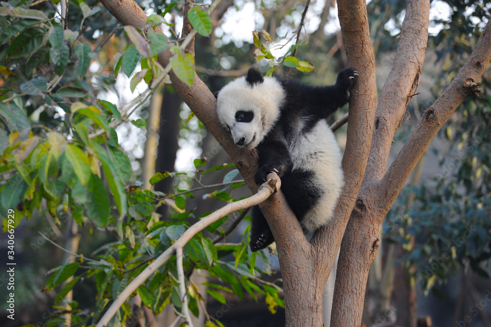 Fototapeta premium Cute giant panda bear climbing in tree