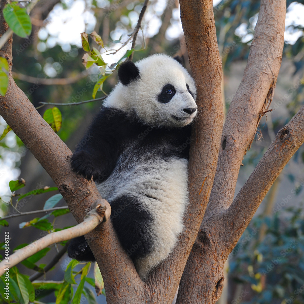 Obraz premium Słodki Miś Panda Gigant Wspinaczka W Drzewo