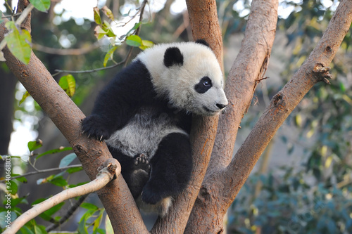 Cute giant panda bear climbing in tree
