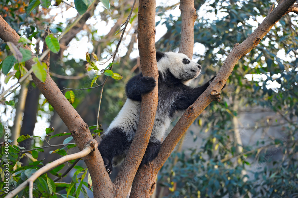 Obraz premium Cute giant panda bear climbing in tree