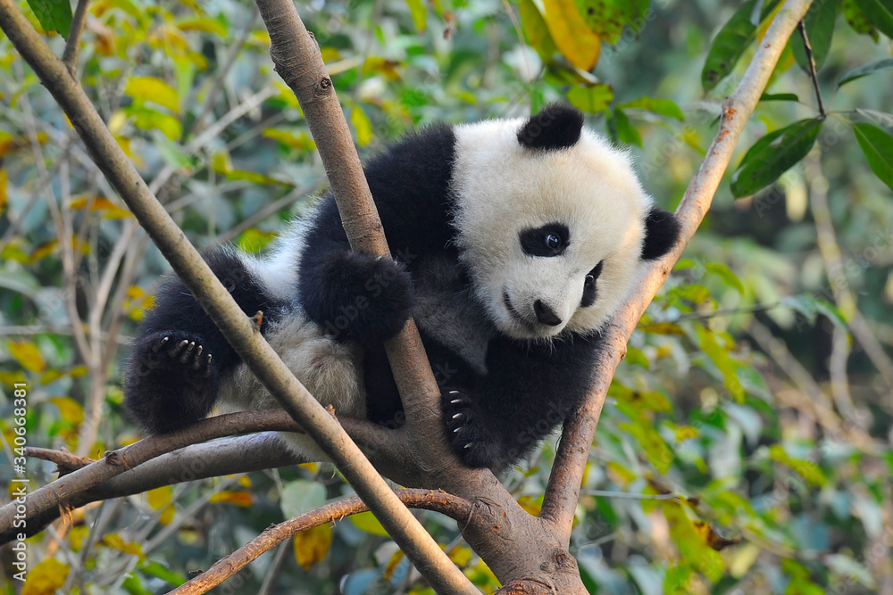 Fototapeta premium Cute giant panda bear climbing in tree