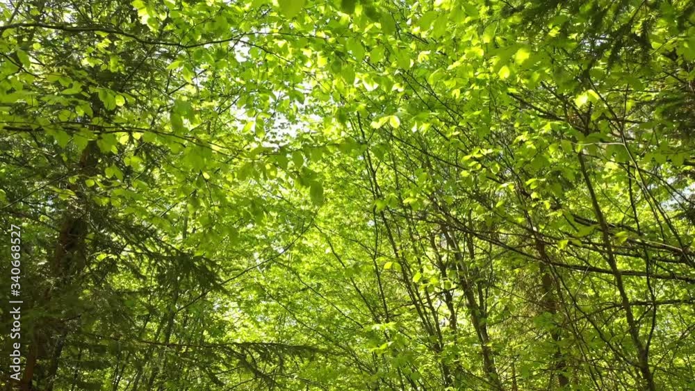 Flying through tree branches in the spring sunny season. Flying through tree branches in the spring sunny season.
